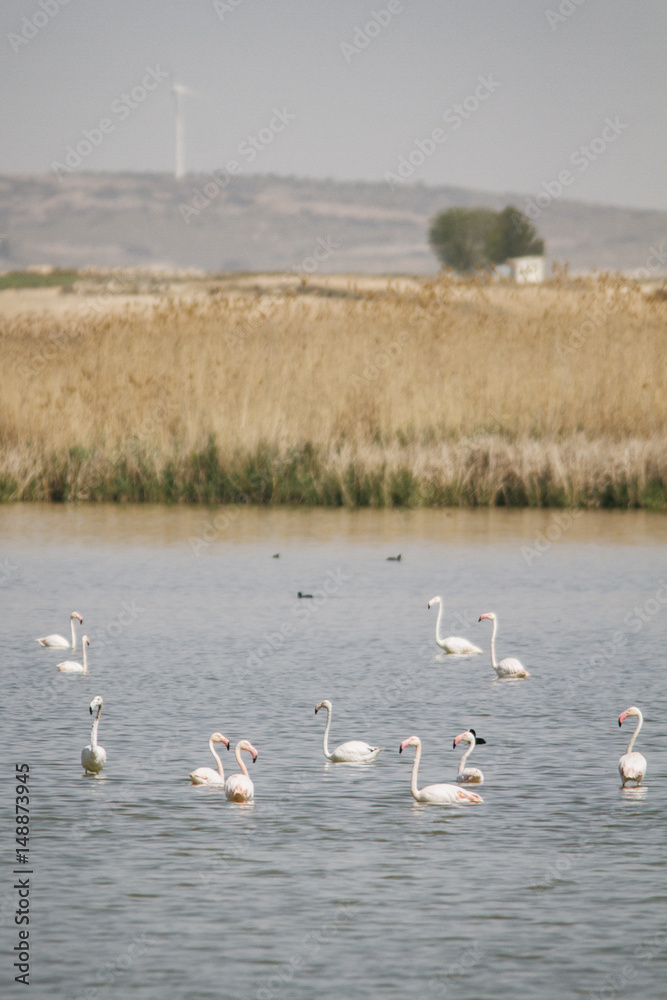 Flamingos on marsh