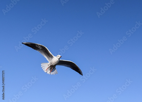 Seagull flying in the sky