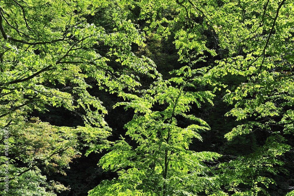 Obraz premium 深緑の葉