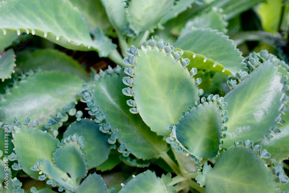 Kalanchoe Pinnata Stock Photo 