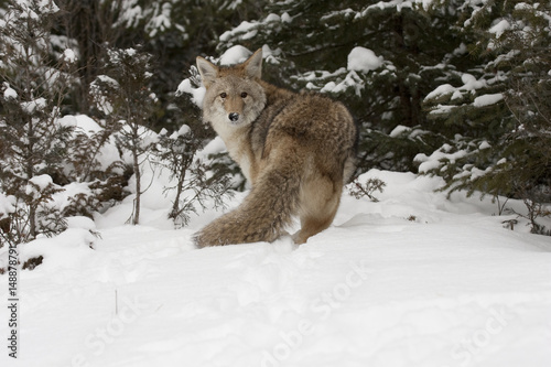 Coyote