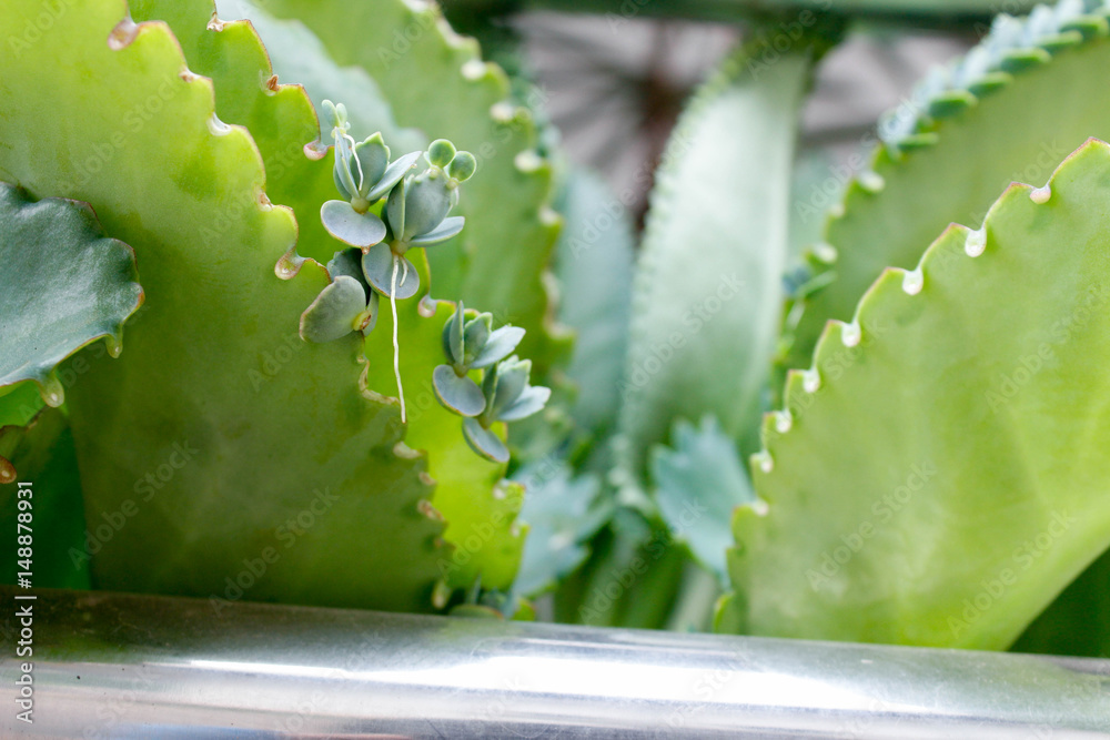 Kalanchoe pinnata Stock Photo | Adobe Stock