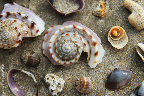Travel to island Koh Lanta, Thailand. Colorful seashells on the sand beach.