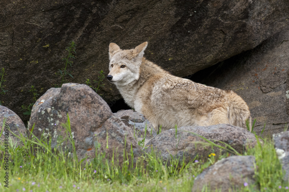 Obraz premium Coyote in rocks and grass during spring with flowers