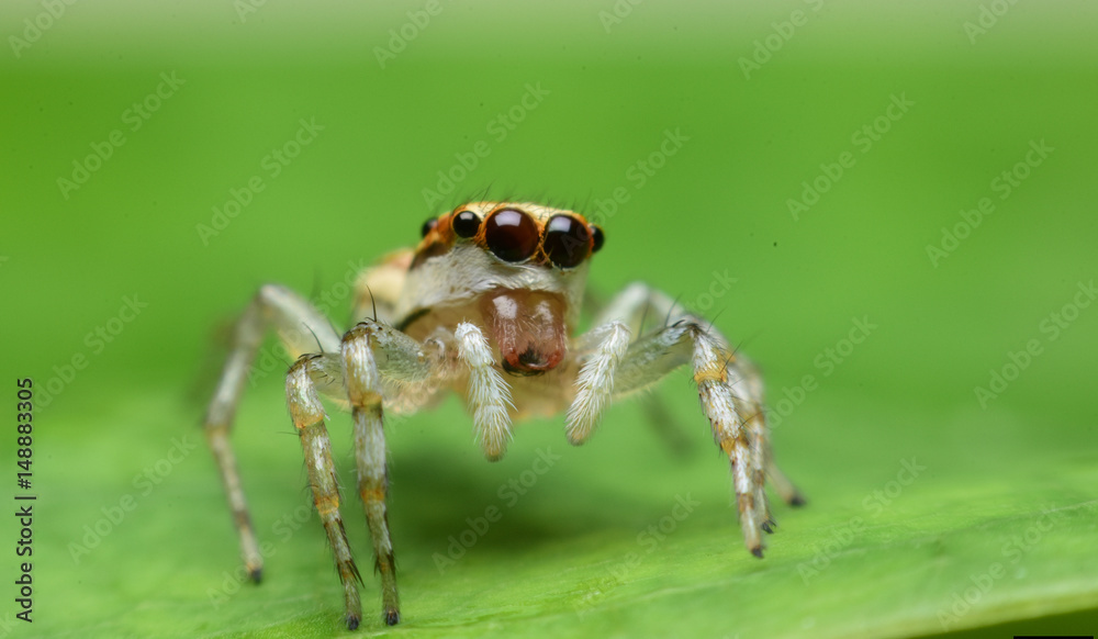 Jumping Spider,Thailand. Jumping Spider,Thailand.