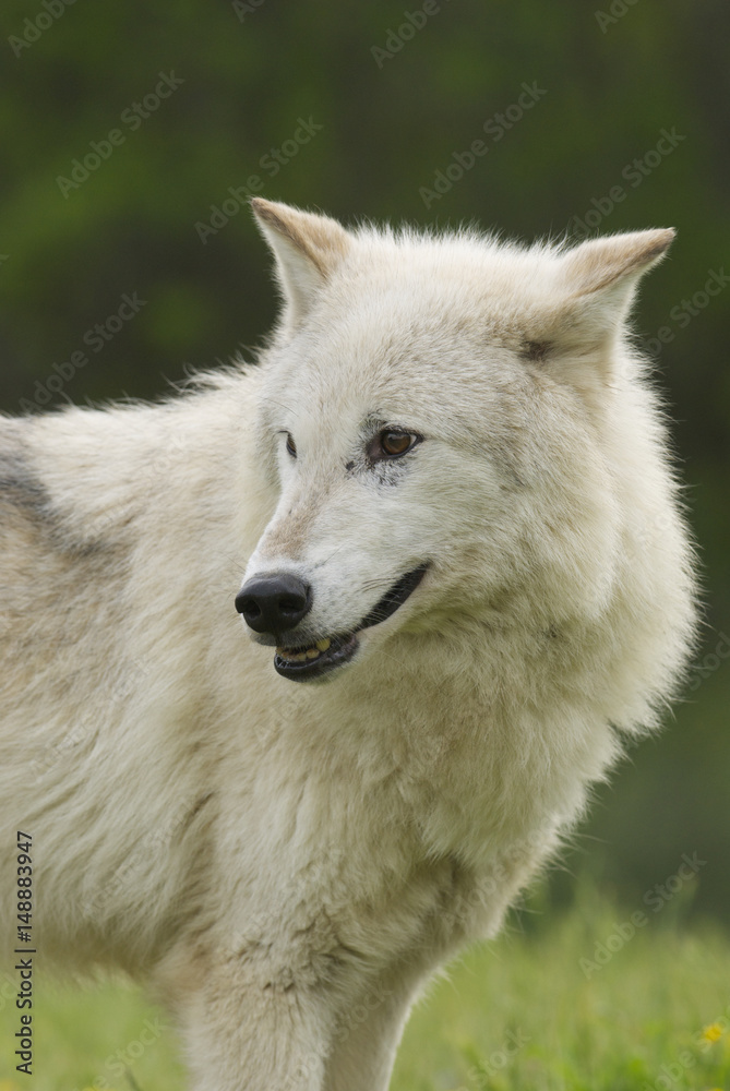 Gray Wolf portrait