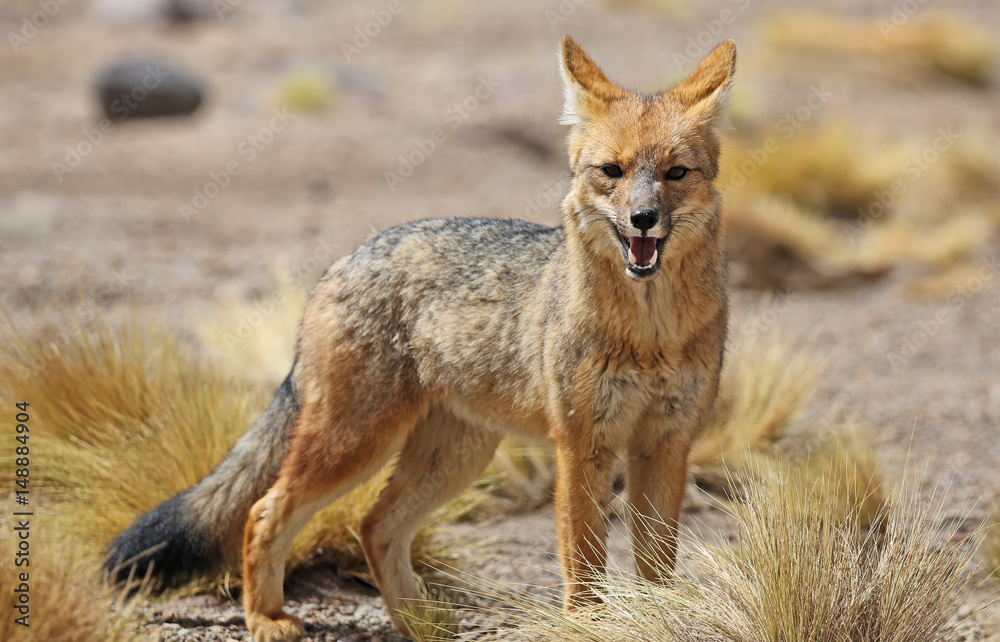 Fototapeta premium Andean fox (Lycalopex culpaeus) in Siloli desert (bolivia)
