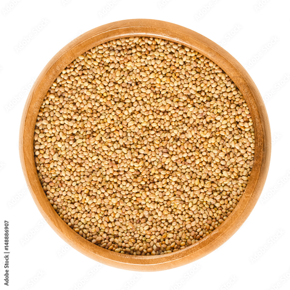 Crimson clover seeds in wooden bowl. Trifolium incarnatum, also known as Italian clover. Used for making protein-rich clover sprouts. Isolated macro food photo close up from above on white background. Crimson clover seeds in wooden bowl. Trifolium incarnatum, also known as Italian clover. Used for making protein-rich clover sprouts. Isolated macro food photo close up from above on white background.