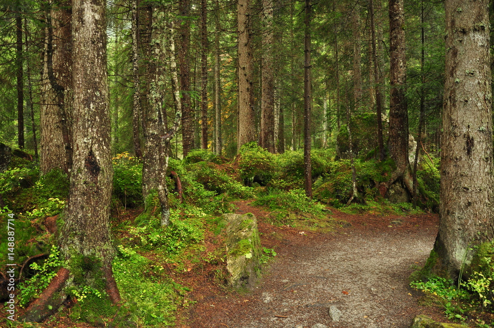 woods