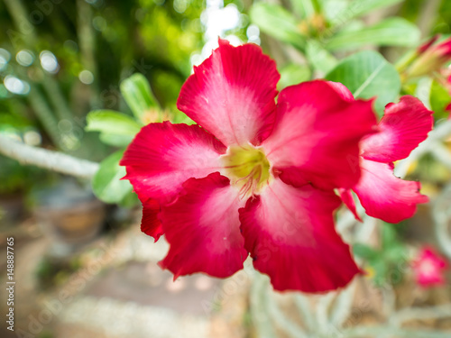 Red Desert rose in garden