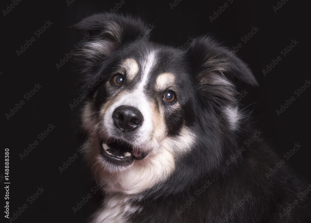 Beautiful black and white border collie on a black background 