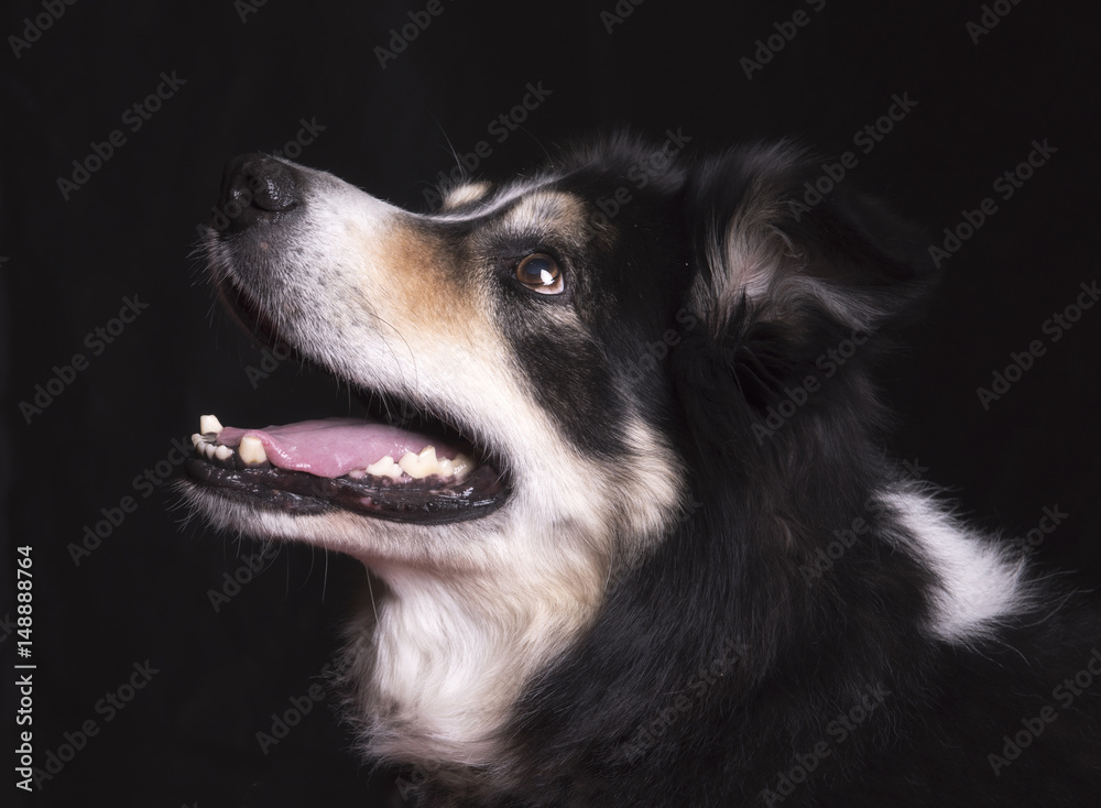 Beautiful black and white border collie on a black background 