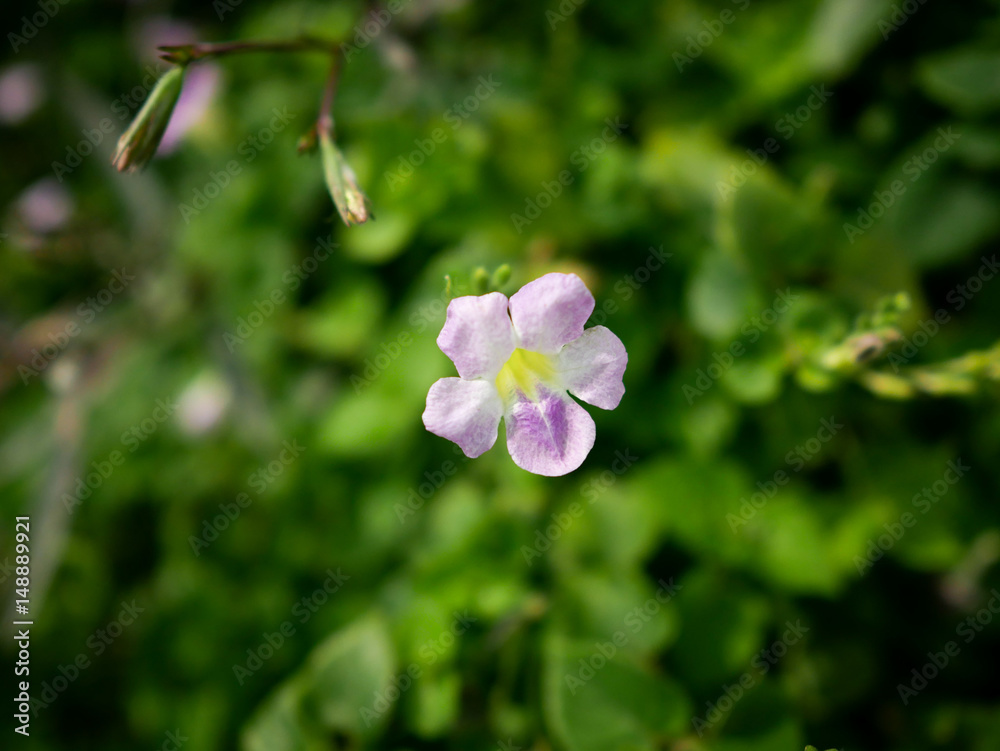 Closeup of Laurel Clockvine or Thunbergia laurifolia. Closeup of Laurel Clockvine or Thunbergia laurifolia.