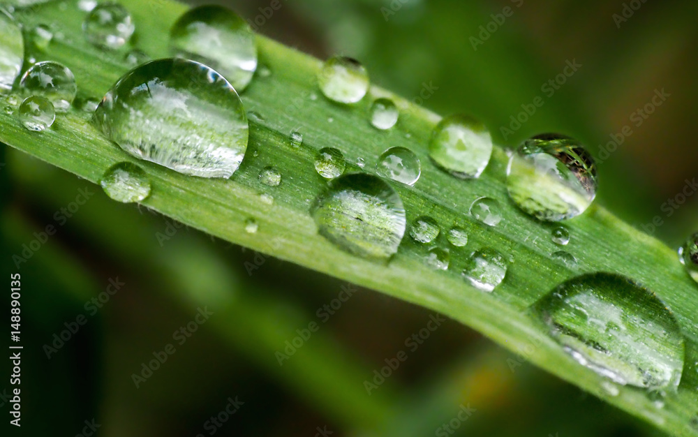 multiple water droplets on leaves multiple water droplets on leaves