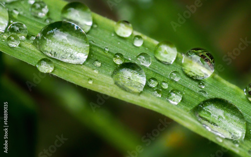 multiple water droplets on leaves