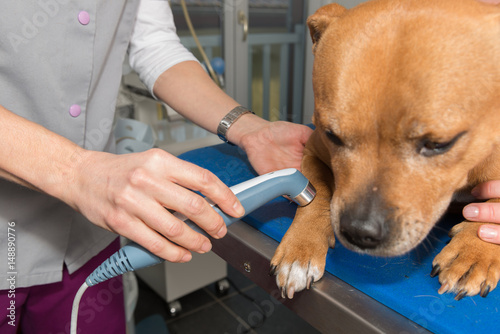 La thérapie laser, douleur animale,  est une  solution thérapeutique dispensée par un vétérinaire