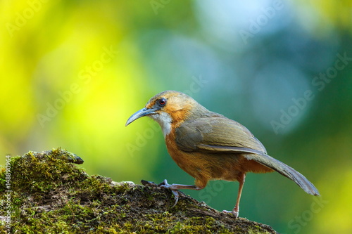 Rusty-cheeked Scimitar Babbler,Bird . photo