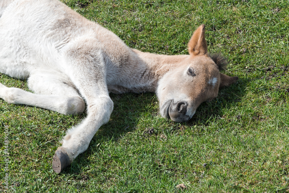 Fototapeta premium Wild foal sleeping.