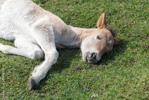 Wild foal sleeping.