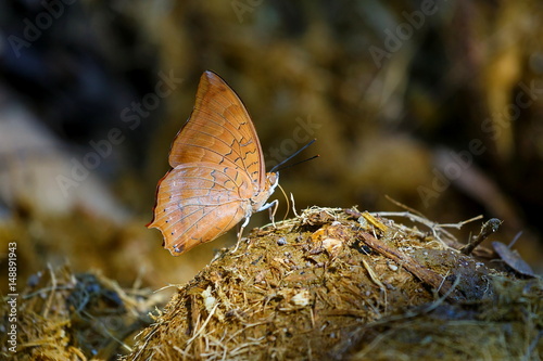 Butterfly ,Butterfly Eat feces,vindula erota. photo