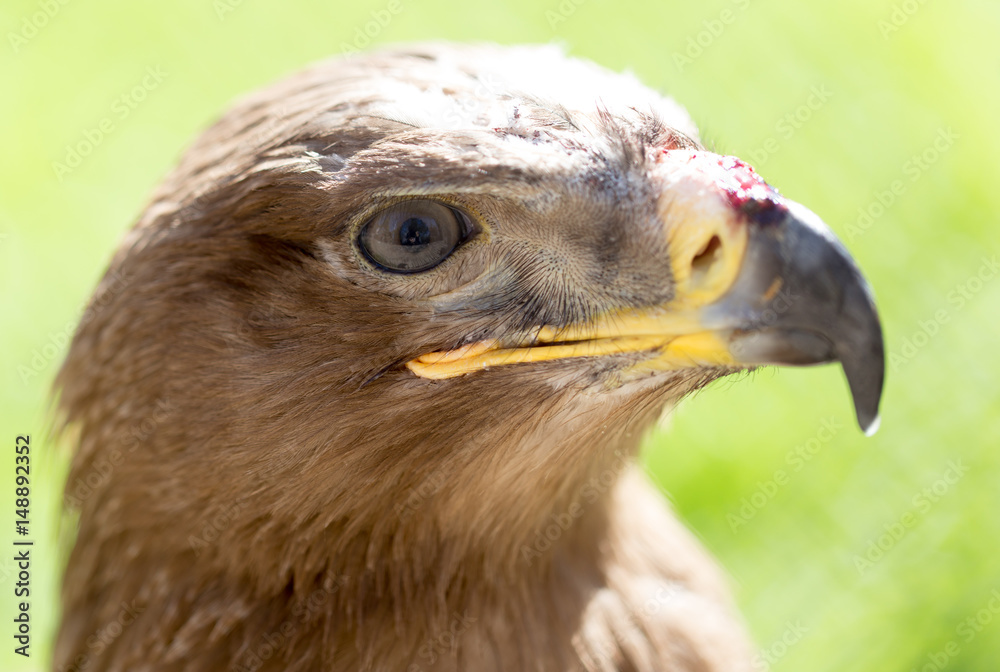 Portrait of an eagle in a park Portrait of an eagle in a park