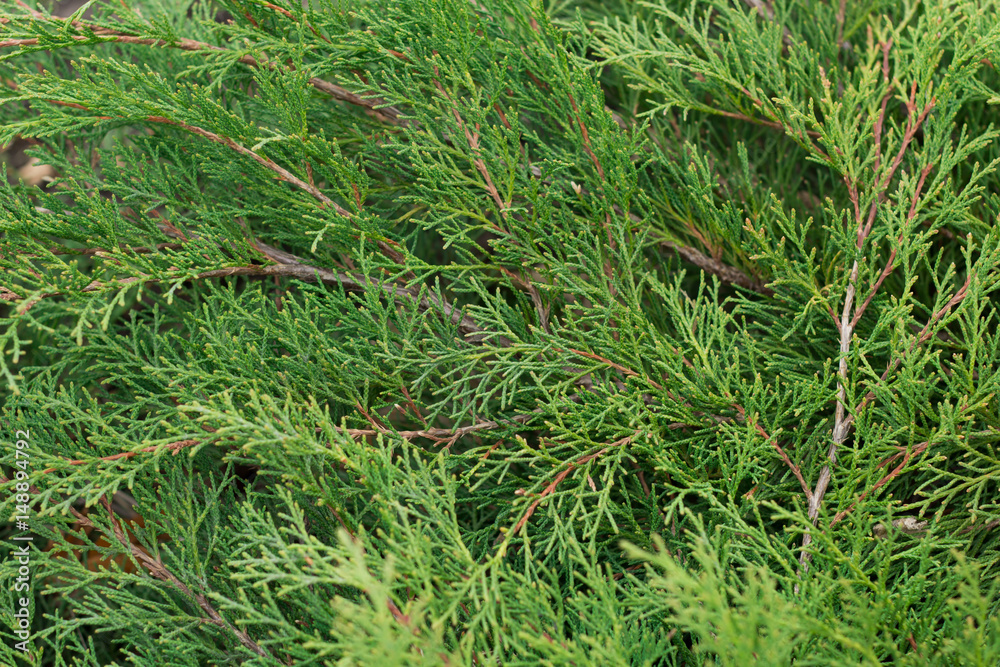 texture of the branches of juniper close up for background texture of the branches of juniper close up for background