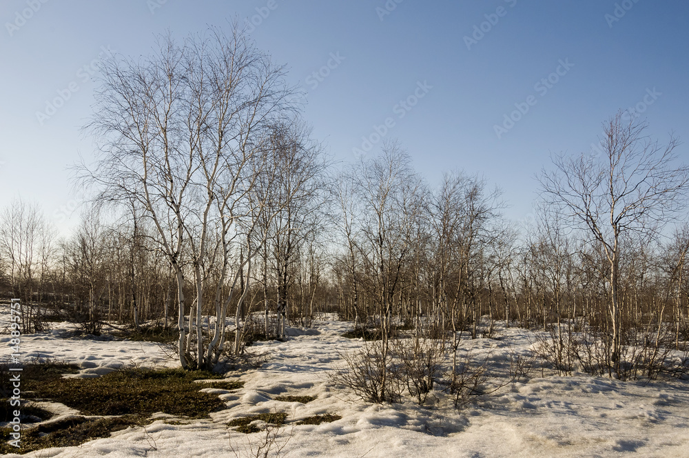 Birch Grove and blue sky in early spring Birch Grove and blue sky in early spring