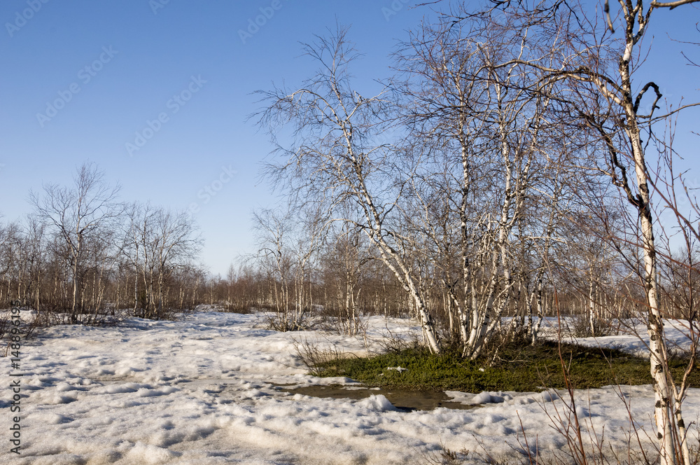 Birch Grove and blue sky in early spring Birch Grove and blue sky in early spring