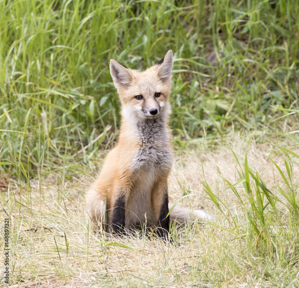 Kit fox posing for camera in grass looking straight