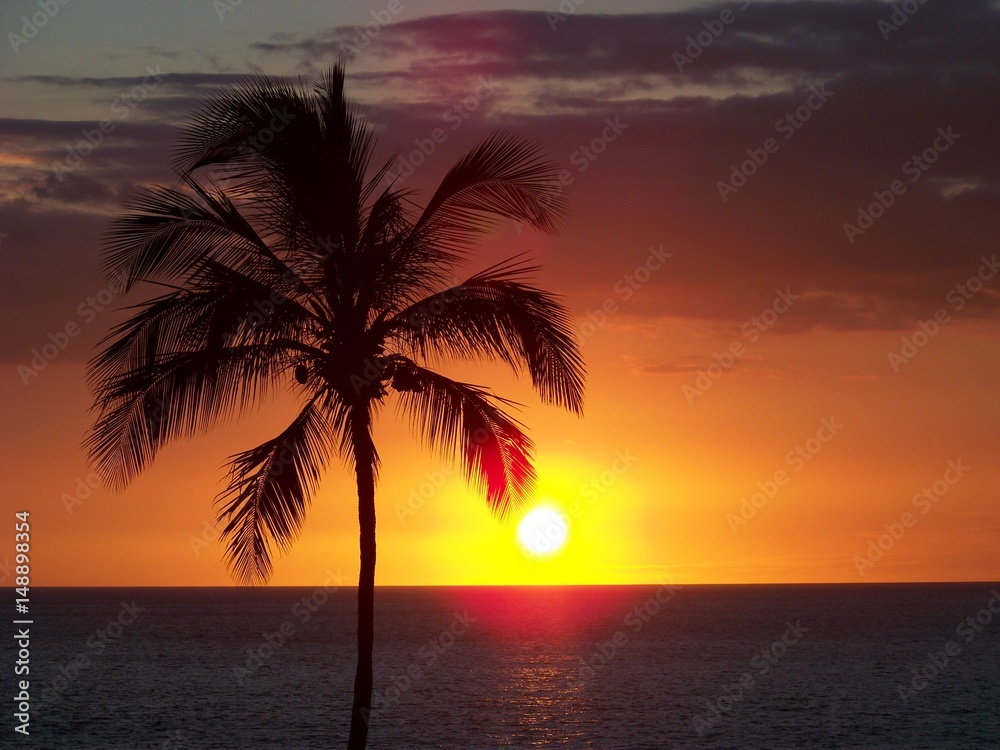 Hawaiiam Palm at Sunset