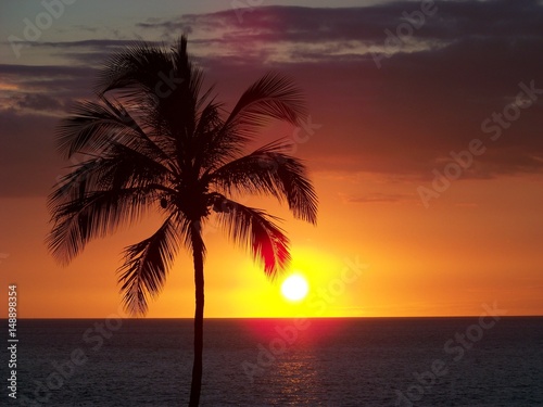Hawaiiam Palm at Sunset
