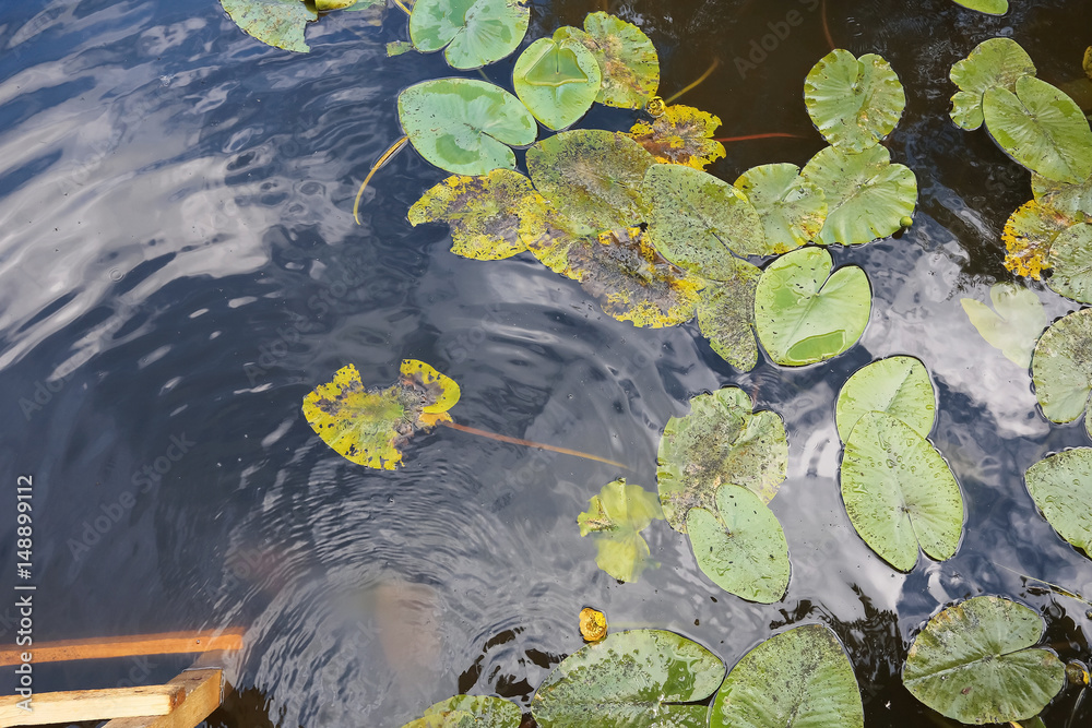 Water lilies in a pond Water lilies in a pond