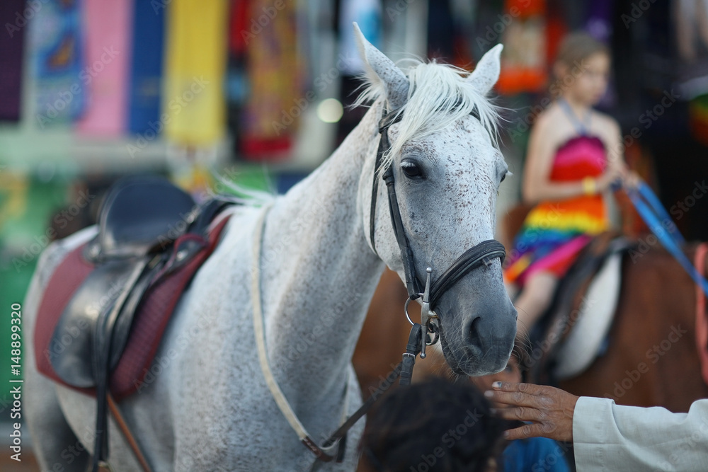 horse stirrup animal sport