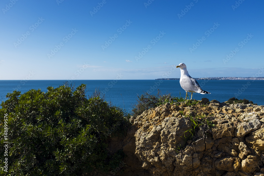Seagull in the cliffs around the scenic Praia dos Tres Irmaos in Alvor, Algarve, Portugal Seagull in the cliffs around the scenic Praia dos Tres Irmaos in Alvor, Algarve, Portugal