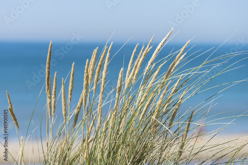 Long grass near a sandy beach and blue sea.