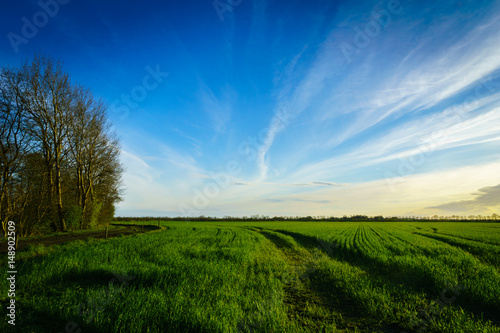 countryside landscape - green grain farm field in spring taken at sunset
