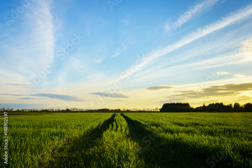 countryside landscape - green field in spring taken at sunset