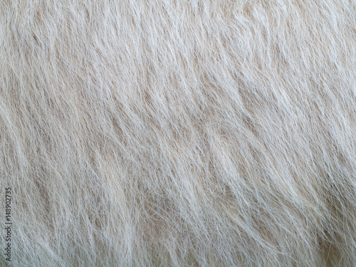 Fotografie animal fur showing long hairs