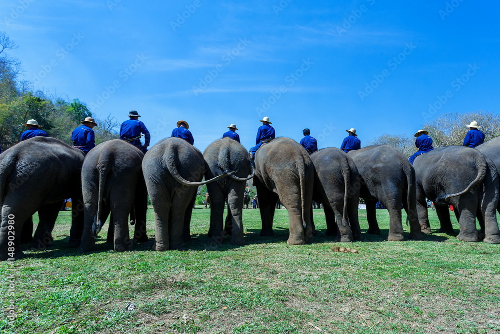 Fototapeta premium Thailand, Elephant , The Thai Elephant Conservation Center Lampang, Hang Chat, Lampang, Thailand.