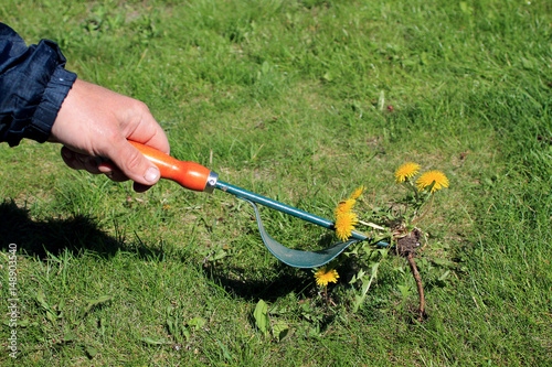 Gardener manually removes weeds on lawn with roots removers tool.