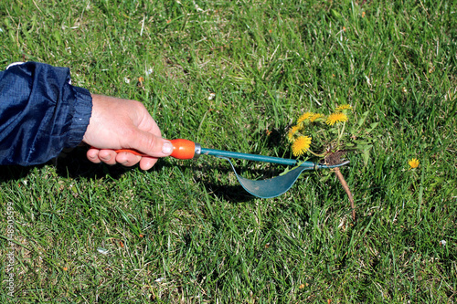 Gardener manually removes weeds on lawn with roots removers tool.