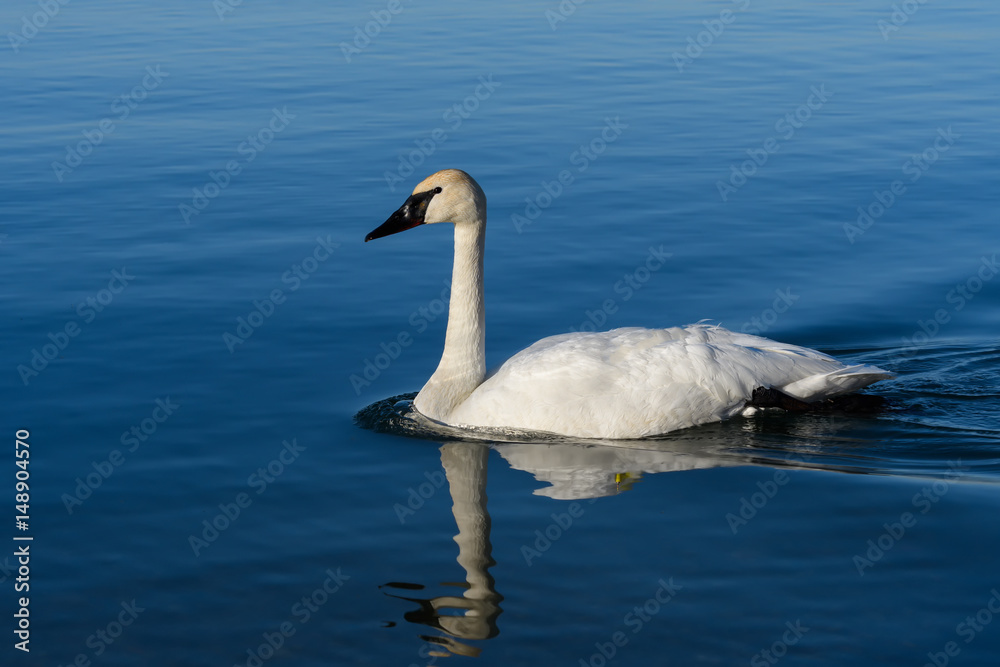 Trumpeter Swan Swimming Trumpeter Swan Swimming