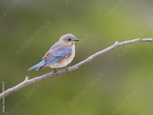 Female Eastern Bluebird Perched on a Twig