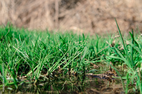 Spring grass growing near the creek. © fotofrol
