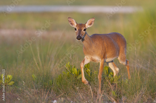 Fototapeta Naklejka Na Ścianę i Meble -  Endangered Key Deer walking