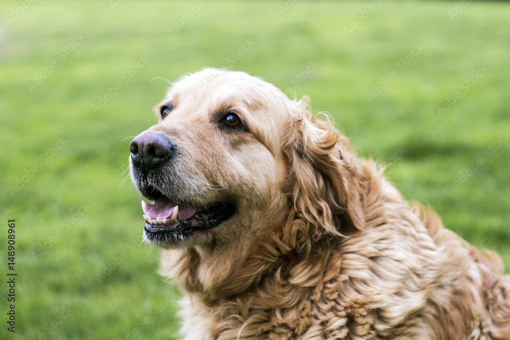 old golden retriever dog old golden retriever dog