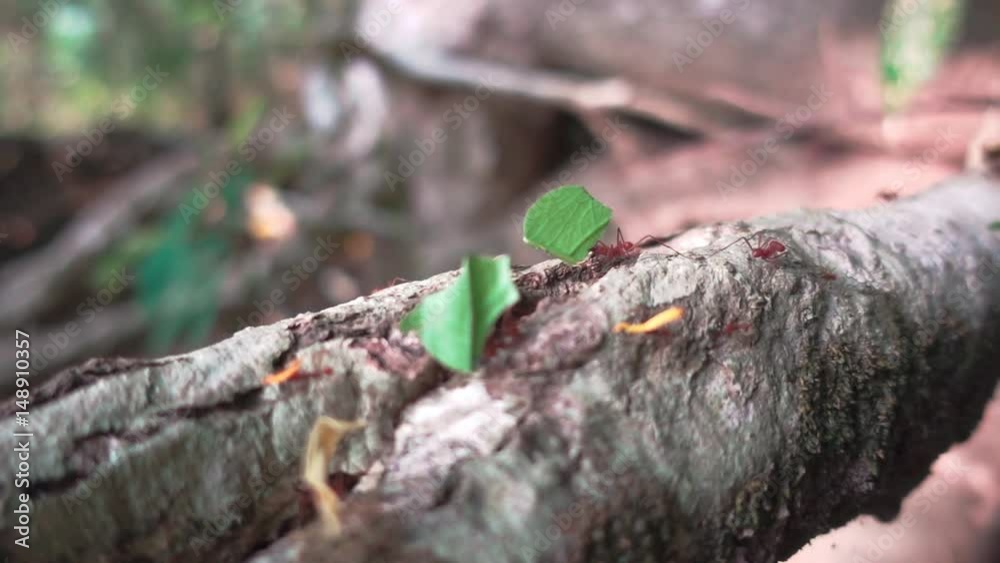 Leaf Cutter Ants carrying leaves to their nest in slow-motion