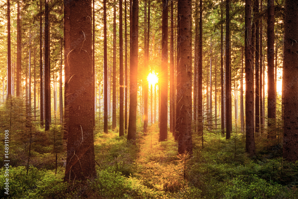 Fototapeta premium Silent Forest in spring with beautiful bright sun rays