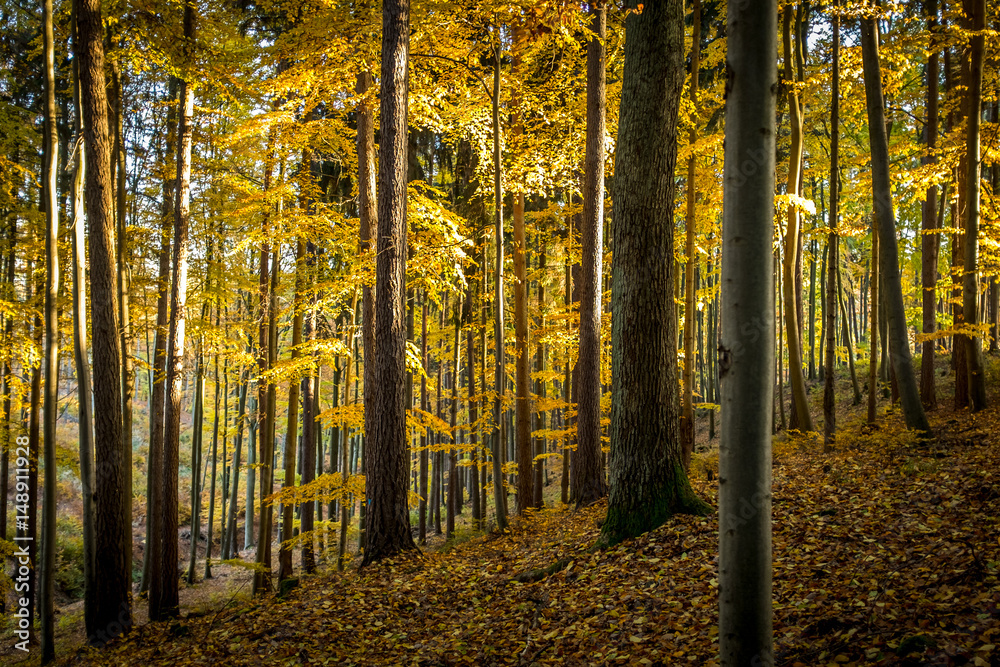 Obraz premium Autumn forest with golden yellow leave