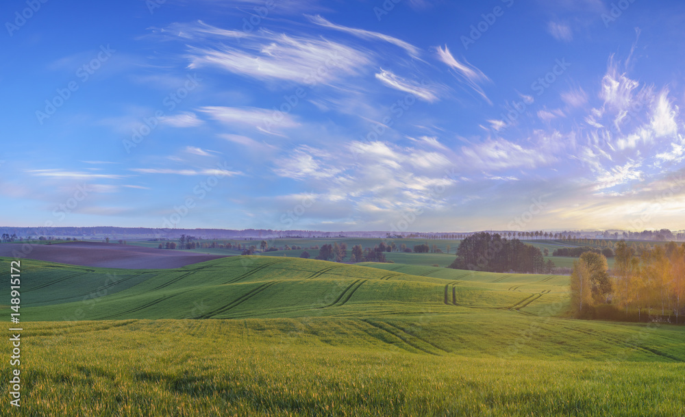 Panorama of a green, spring field in the morning light